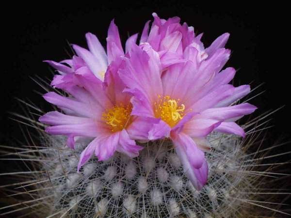 Thelocactus_macdowellii